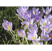 Gros plan de crocus avec une abeille