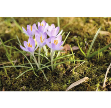 Fleurs de crocus dans un parterre de jardin