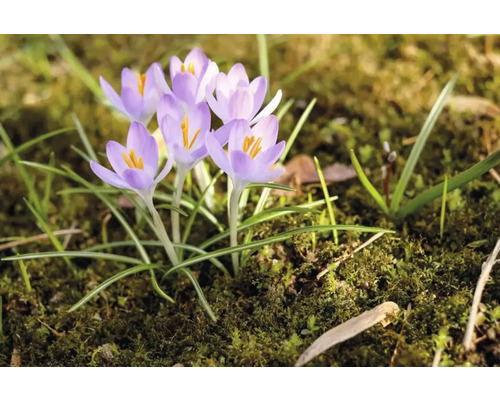 Krokusblüten im Gartenbeet