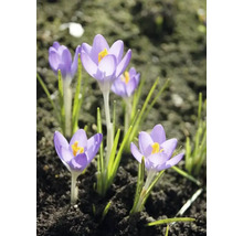 Crocus dans une plate-bande