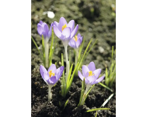 Crocus dans une plate-bande