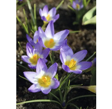 Gros plan de crocus dans un parterre de jardin