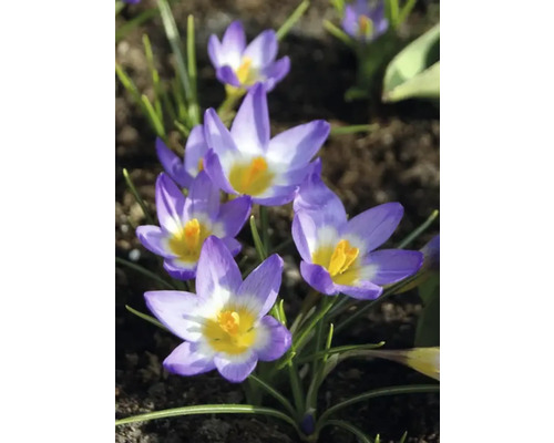 Gros plan de crocus dans un parterre de jardin