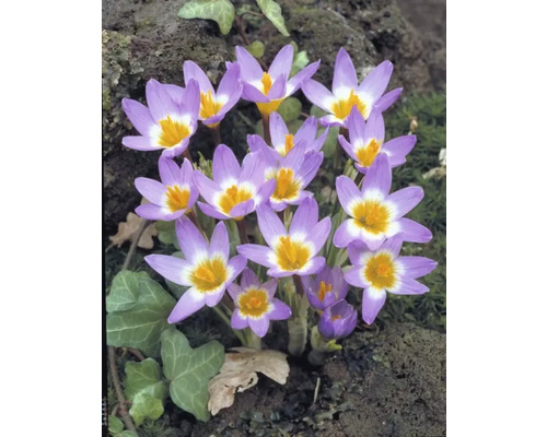 Gros plan de crocus d''automne avec des fleurs