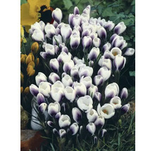 Groupe de crocus avec des fleurs blanches et violettes dans le jardin.
