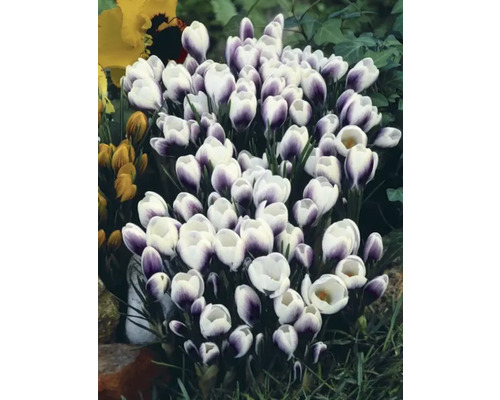 Gruppe von Krokussen mit weißen und violetten Blüten im Garten.