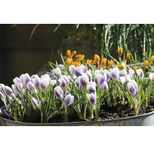 Crocus en pot