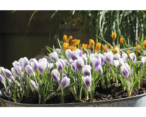 Krokusse im Topf