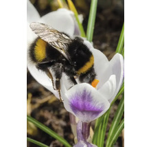 Bourdon sur fleur de crocus
