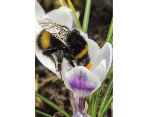 Hummel auf Krokusblüte
