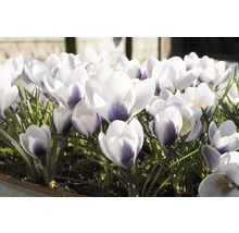 Gros plan de crocus dans le jardin de printemps