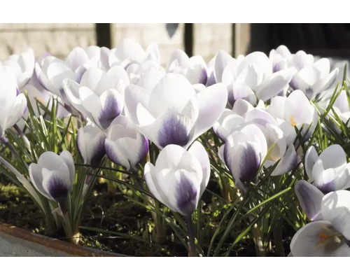 Nahaufnahme von Krokussen im Frühlingsgarten