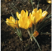 Crocus jaunes dans une plate-bande