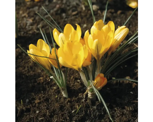 Crocus jaunes dans une plate-bande