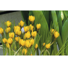 Crocus jaunes dans le jardin