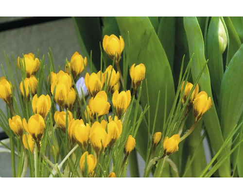 Crocus jaunes dans le jardin