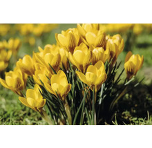 Crocus jaunes dans une plate-bande de jardin