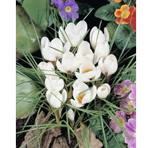 Groupe de crocus blancs dans un parterre de jardin