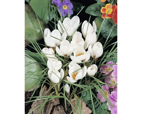 Gruppe weisser Krokusse im Gartenbeet