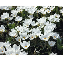 Gros plan de crocus blancs dans le jardin