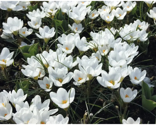 Nahaufnahme von weißen Krokussen im Garten