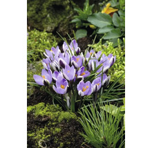 Gros plan d''un groupe de crocus violets dans le jardin