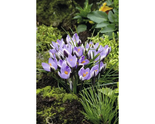Nahaufnahme einer Gruppe lila Krokusse im Garten