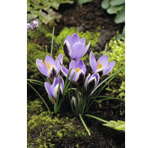 Gros plan de crocus avec des pétales lilas clair et des marques foncées sur une surface de terre avec de la mousse.