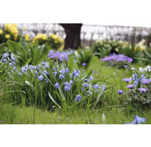Blumenbeet mit Blaustern und Buschwindröschen im Garten