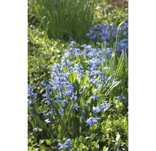Blüte der Gattung Scilla im Garten