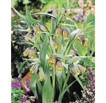 Groupe de fritillaires pintades dans le jardin