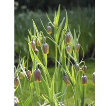 Fleurs de Fritillaria Uva-Vulpis dans un parterre de jardin.
