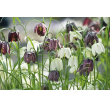 Champ de fritillaires pintades et de tulipes blanches