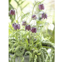 Fritillaires pintades avec des plantes vertes dans un pot