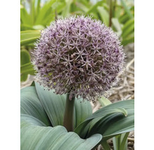 Ail d''ornement en fleurs dans le jardin