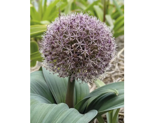 Blühender Zierlauch im Garten