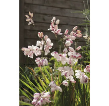 Nahaufnahme von Dietes-Blüten im Garten.