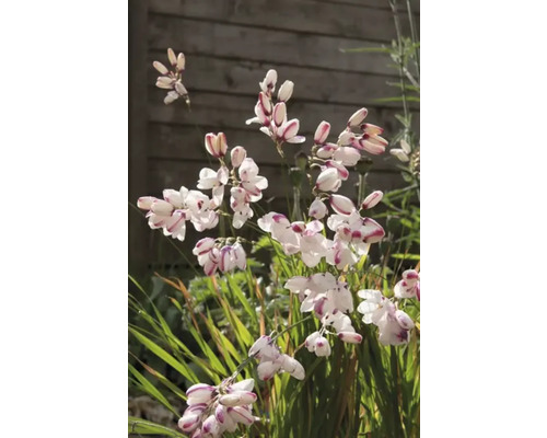 Gros plan sur des fleurs de Dietes dans un jardin.