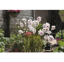 Blühende Sparaxis im Garten