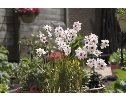 Sparaxis en fleurs dans le jardin