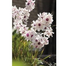 Blühende Dietes-grandiflora-Pflanze mit weißen Blütenblättern und violetten Zentren.