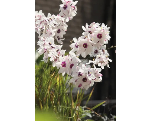 Plant de Dietes grandiflora en fleurs avec des pétales blancs et des centres violets.
