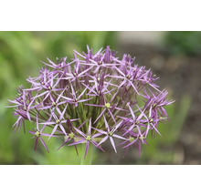 Gros plan d''une fleur d''ail ornementale violette