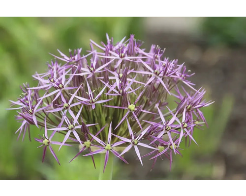 Gros plan d''une fleur d''ail ornementale violette