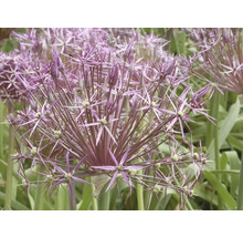 Gros plan d''une plante d''allium en fleurs dans le jardin
