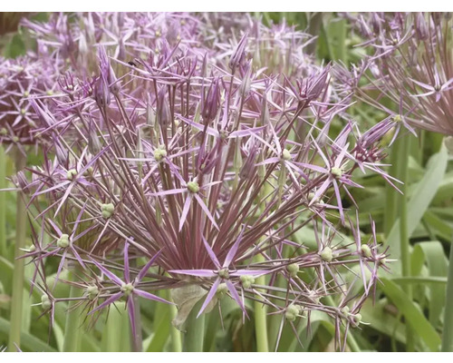 Gros plan d''une plante d''allium en fleurs dans le jardin