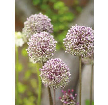 Gros plan de fleurs d''ail d''ornement