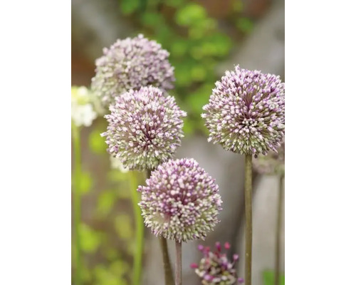 Gros plan de fleurs d''ail d''ornement