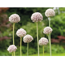 Ail d''ornement en fleurs dans le jardin