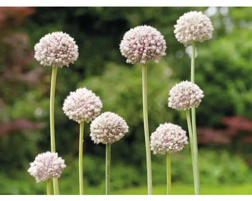 Ail d''ornement en fleurs dans le jardin